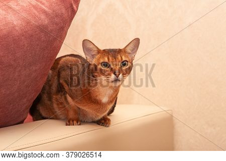 Beautiful Abyssinian Cat A Cat With Big Ears Sits On A Light Leather Back Of The Sofa.