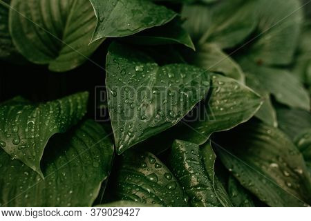 Large Beautiful Drops Of Transparent Rain Water On A Green Leaf Macro.