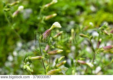 Ovaries Of The Flowers Of The Resin Dream White Plantarium