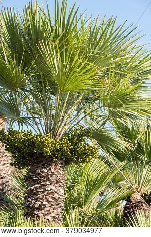 Palm Trees With Woody Trunk, Palm Fronds And Seeds - Close-up