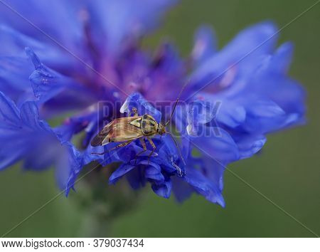 Close-up Of Bishop Bug Sitting In A Blue Cornflower