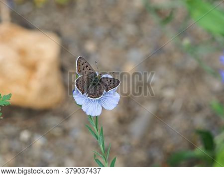Sooty Copper Butterfly, Lycaena Tityrus, On A Blue Flower