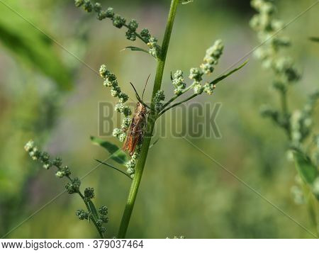 Close-up Of Field Grasshopper, Chorthippus Brunneus, On A Green Plant