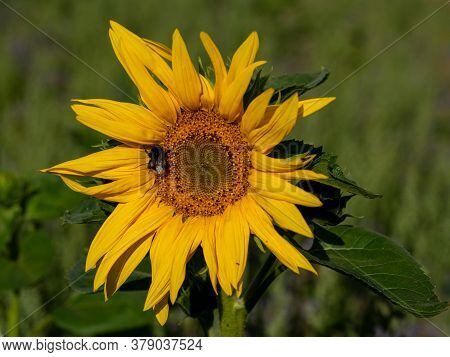 Close-up Of Sunflower, Helianthus Annuus, With Humblebee