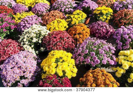 Achtergrond met prachtige kleurrijke ingegoten chrysanten glimlachend in de late zomer middag sunshi
