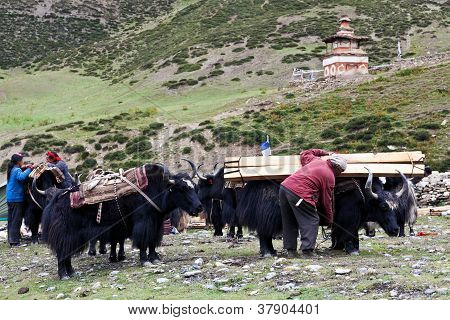 Tibetanske drover med Jaker