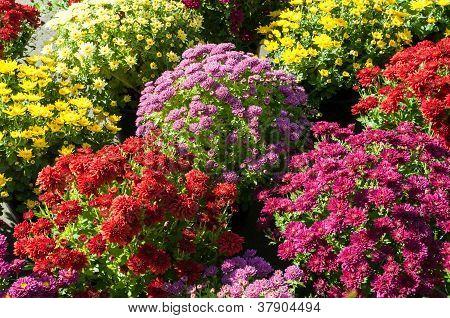 Achtergrond met prachtige kleurrijke ingegoten chrysanten glimlachend in de late zomer middag sunshi