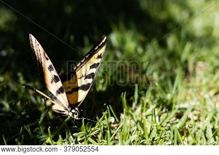 Beautiful Black And Yellow Tiger Swallowtail Butterfly Emerging From The Shade Into Full Sun On A Gr
