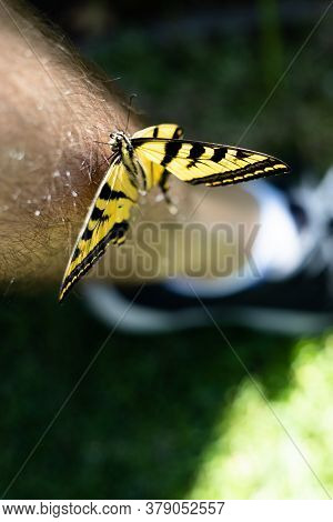 Beautiful Black And Yellow Tiger Swallowtail Butterfly That Has Landed On A Man's Leg In A Grassy Ya