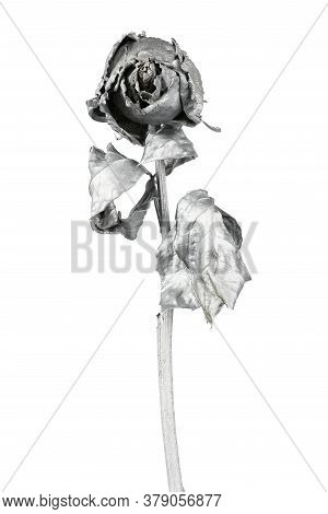Silver Rose Isolated On White. Silver Dried Flower Head, Romance Concept. High Resolution Photo. Ful