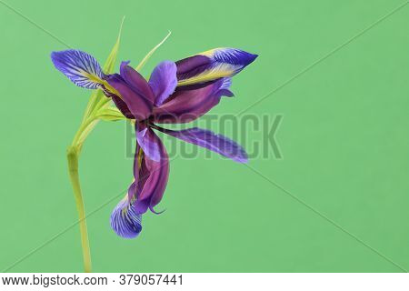 Purple Flower Of Iris Graminea Isolated On Green Background. High Resolution Photo. Full Depth Of Fi