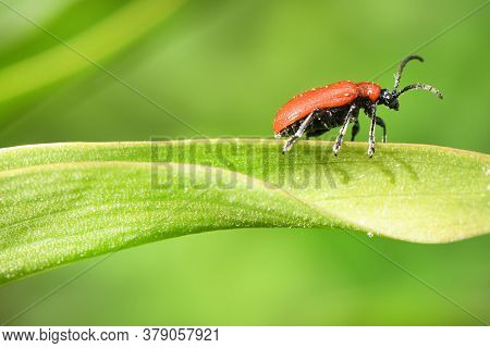 Scarlet Lily Beetle (lilioceris Lilii) On Damaged Leaf. High Resolution Photo. Full Depth Of Field.