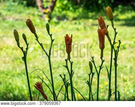Orange Lily Buds Against The Foliage Of A Summer Garden On A Bright Sunny Day
