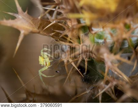Thomisus Onustus. Spider In Its Natural Environment.