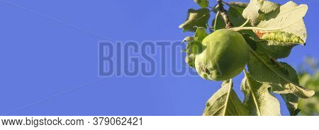 Green Apple On The Branch On The Blue Sky Background. Agricultural Banner. Pests And Disease Of Plan