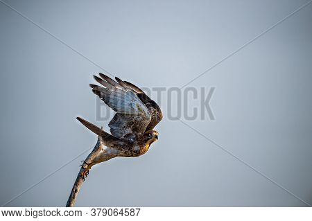 White Eyed Buzzard Or Butastur Teesa With Wingspan Taking Off For Flight From Perched At Keoladeo Na