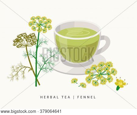 Fennel Herbal Tea Isolated On White Background. Flowering Plant Vector Botanical Illustration.