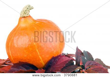 Squash græskar