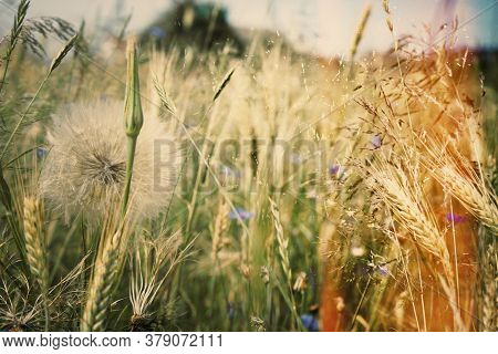 Background With July Wildflowers Close-up In Gentle Colors