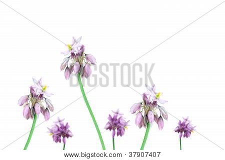 Australské divoké květy vanilky Lily Sowerbaea Juncea
