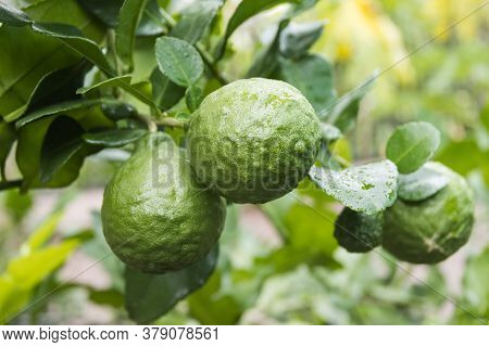 Fresh Bergamots And Leaves On Tree With Water Drops On Them Fruity,   With Herbaceous Bergamia Aroma