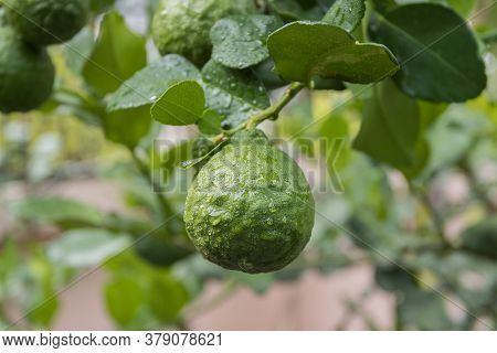 Fresh Bergamots And Leaves On Tree With Water Drops On Them Fruity,   With Herbaceous Bergamia Aroma