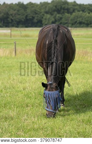 A Falk Color Foal And A Brown Mare In The Field, Wearing A Fly Mask, Pasture, Horse
