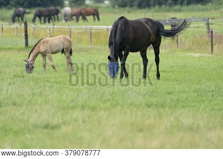 A Valk Color Foal And A Brown Mare In The Field, Wearing A Fly Mask, Pasture, Horse