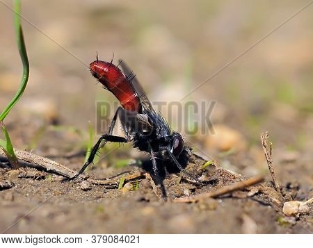 hoverfly species (Xylota segnis) on the ground