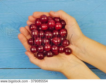 The Cherry Is Ripe, Red In Womens Hands On A Blue Wooden Background. Proper Nutrition. Lifestyle.