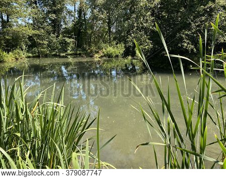 A Summer Landscape With Trees Along Small Lakes Or Ponds Along The Glatt River - Zürich (zuerich Or 