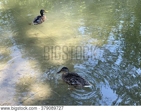 Ducks On Small Lakes Or Ponds Along The Glatt River - Zürich (zuerich Or Zurich), Switzerland (schwe