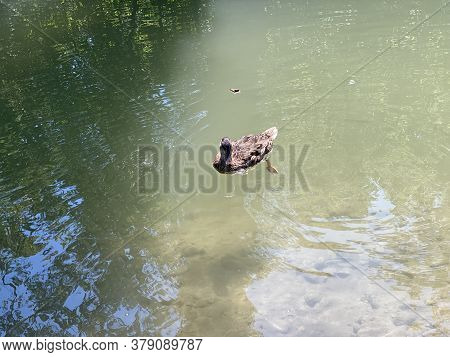 Ducks On Small Lakes Or Ponds Along The Glatt River - Zürich (zuerich Or Zurich), Switzerland (schwe