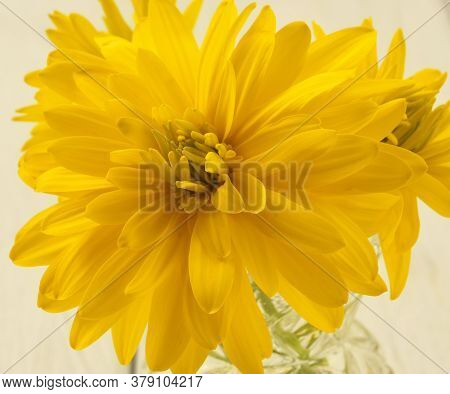 Beautiful Flower Rudbekia Yellow, Close-up, Macrophotography. Isolated On A White Background