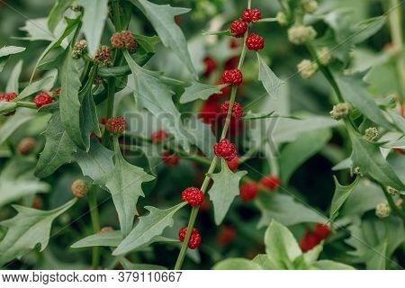 Ripe Red Berrises Of Blitum Virgatum Chenopodium Foliosum, Closeup