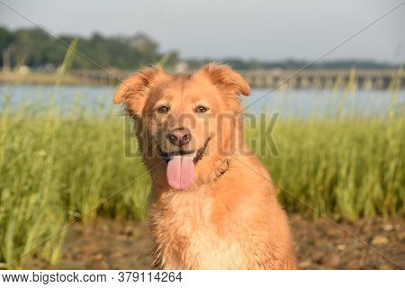 Cute Little Red Duck Dog Sitting On A Beach.