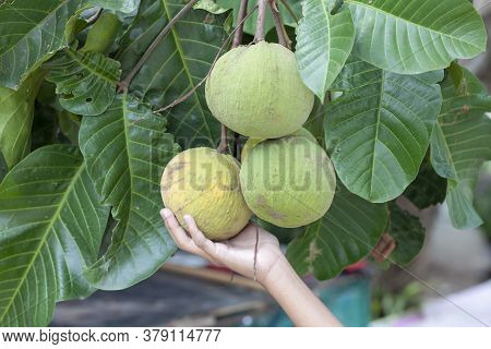 Hand Of Children Picking Ripe Santol Or Sentul Fruit (sandoricum Koetjape) On Tree.