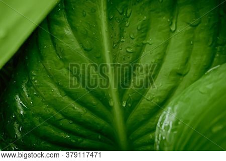 Close-up Of Fresh Green Leaves With Dew Drop. Cardwell Lily Or Northern Christmas Lily (proiphys Amb