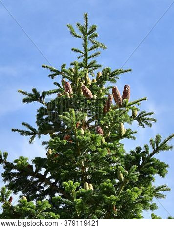White Fir Tree Needle Conifer Evergreen Nordmann