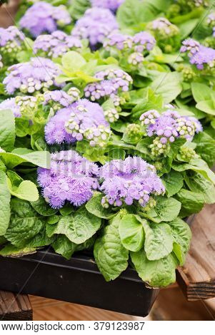 Ageratum, Purple Ageratum, Pink Pot Plants In The Black Tray