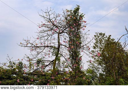 Big Tree With Branches And Land With Herbs, Big Trees In Nature, Scenic View Of Very Big And Tall Tr