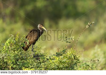 Limpkin (aramus Guarauna) Perched In A Tree, Pantanal, Brazil.