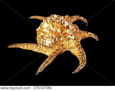 Sea Shell Isolated On A Black Background. Lambis Is A Genus Of Large Sea Snails Sometimes Known As S