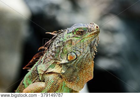Close Up Head Of Iguana Dragon. Lizard Iguana, In A Cave Where Lizards Live. Iguana Dragon Close Up