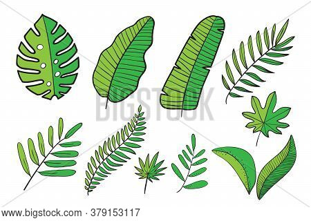 Hand Drawn Tropical Leaves, Jungle Leaves Set, Split Leaf, Philodendron Leaves, Set Isolated On Whit