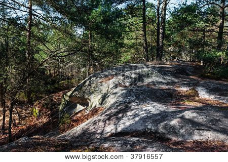 Skoven i Fontainebleau