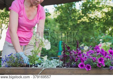 Young Caucasian Woman Gardener Replanting Flowers Into Wooden Container Pot In Street Cafe, Outdoors