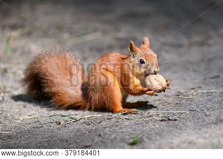 Cute Red Squirrel With Long Pointed Ears In Autumn Forerst