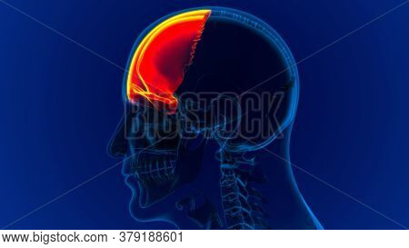 Human Skeleton Skull Frontal Bone Anatomy For Medical Concept