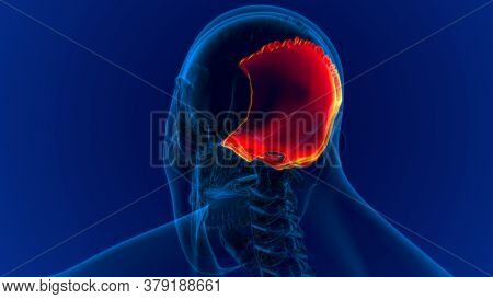 Human Skeleton Skull Occipital Bone Anatomy For Medical Concept